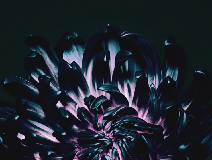 The Contortionist Our Bones